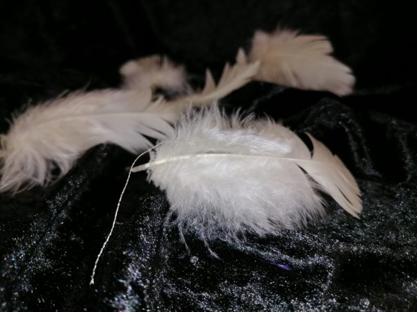 Plumes blanches